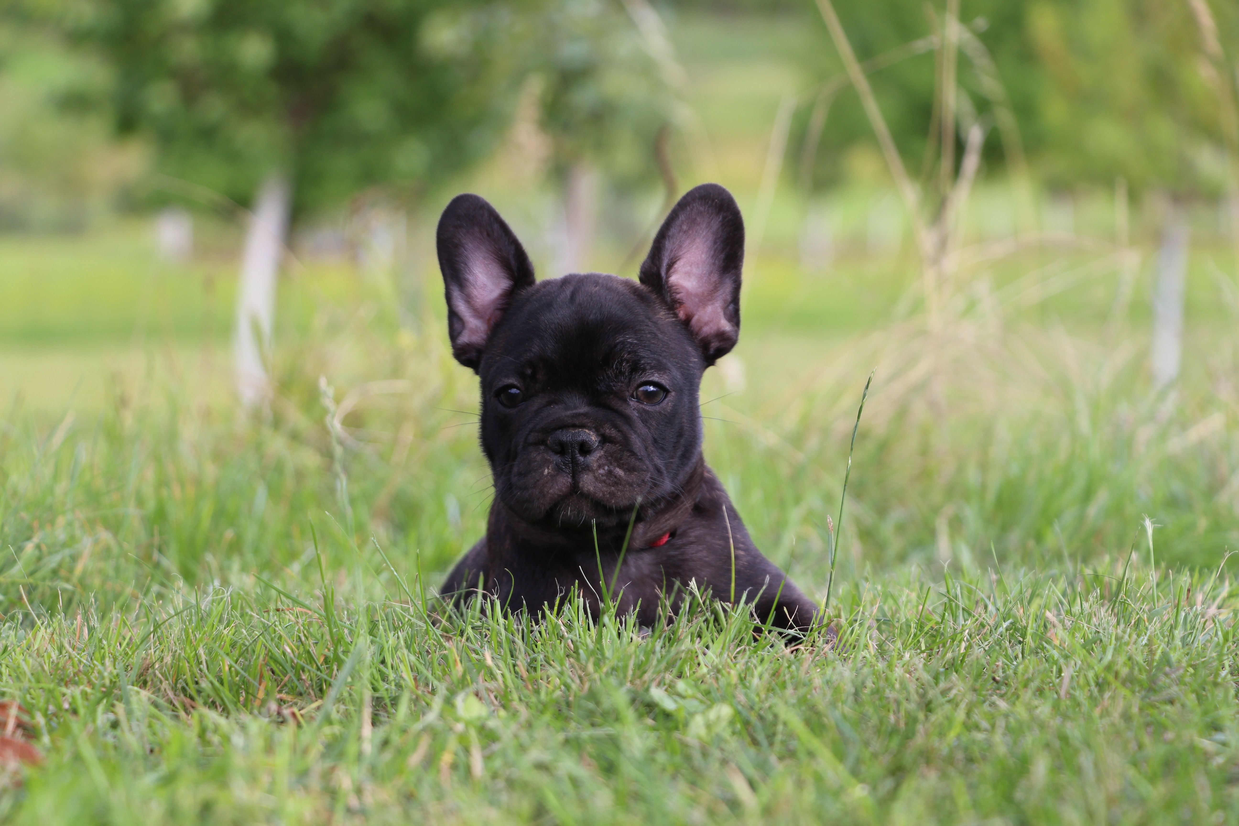 <svg class='red'></svg> <b>Mini Minnie</b> <svg class='red'></svg>